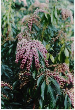 Pink lily of the Valley Bush